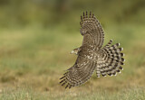 Image. Cooper's Hawk