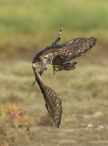 Image. Cooper's Hawk