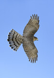 Image. Cooper's Hawk