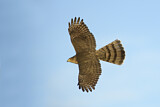 Image. Cooper's Hawk