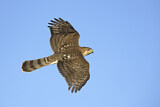 Image. Cooper's Hawk
