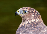 Image. Cooper's Hawk