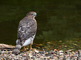 Image. Cooper's Hawk
