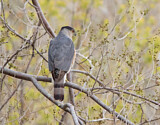 Image. Cooper's Hawk