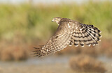 Image. Cooper's Hawk