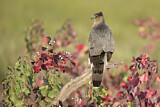Image. Cooper's Hawk