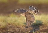 Image. Cooper's Hawk