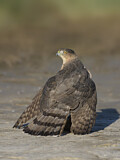 Image. Cooper's Hawk