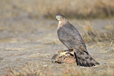 Image. Cooper's Hawk