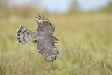 Image. Cooper's Hawk