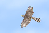 Image. Cooper's Hawk