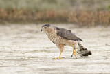 Image. Cooper's Hawk