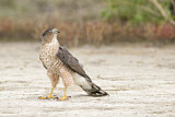 Image. Cooper's Hawk