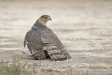 Image. Cooper's Hawk