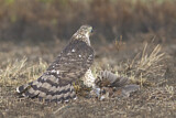 Image. Cooper's Hawk