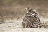 Image. Cooper's Hawk