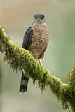 Image. Cooper's Hawk