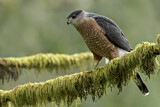 Image. Cooper's Hawk