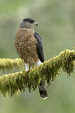 Image. Cooper's Hawk