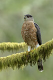 Image. Cooper's Hawk