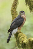 Image. Cooper's Hawk