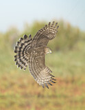 Image. Cooper's Hawk