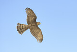 Image. Cooper's Hawk
