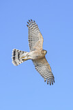 Image. Cooper's Hawk