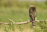 Image. Cooper's Hawk