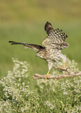 Image. Cooper's Hawk