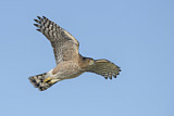 Image. Cooper's Hawk