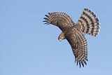 Image. Cooper's Hawk