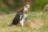 Image. Cooper's Hawk