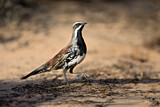 Image. Copperback Quail-thrush