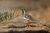 Image. Copperback Quail-thrush
