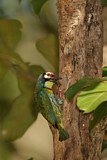 Image. Coppersmith Barbet