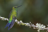 Image. Coppery-bellied Puffleg