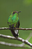 Image. Coppery-headed Emerald