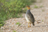 Image. Coqui Francolin