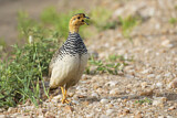 Image. Coqui Francolin