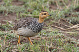 Image. Coqui Francolin