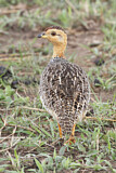 Image. Coqui Francolin