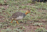 Image. Coqui Francolin