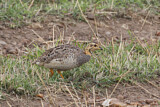 Image. Coqui Francolin