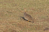 Image. Coqui Francolin