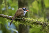 Image. Coral-billed Scimitar Babbler