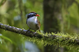 Image. Coral-billed Scimitar Babbler