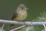 Image. Cordilleran Flycatcher