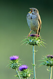 Image. Corn Bunting