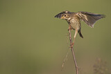 Image. Corn Bunting